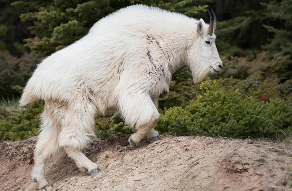 Cabra Montanha Animal Natureza Fauna — Fotografia de Stock