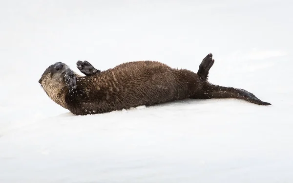 River Otter Invierno Naturaleza Fauna —  Fotos de Stock