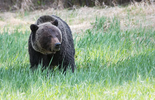 회색곰 동물상 — 스톡 사진