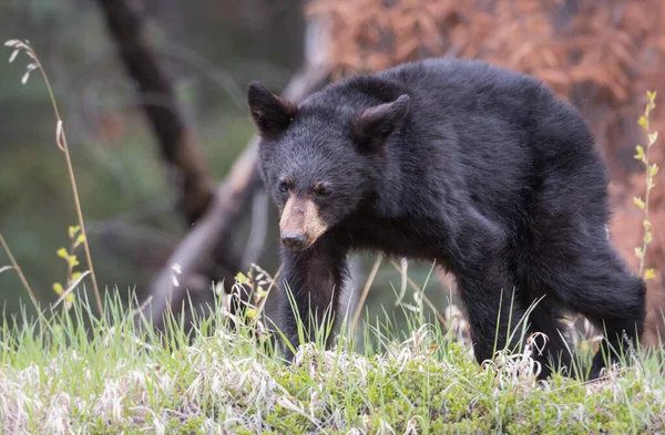 Urso Negro Estado Selvagem Animal Natureza Fauna — Fotografia de Stock