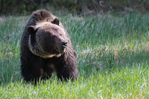 Oso Pardo Salvaje Naturaleza Fauna — Foto de Stock