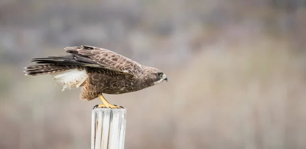 Faune Faucon Oiseau Nature Faune — Photo