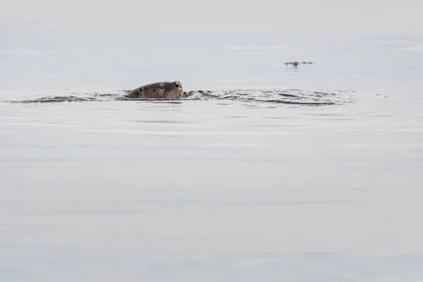 Wilder Flussotter Tier Natur Fauna — Stockfoto