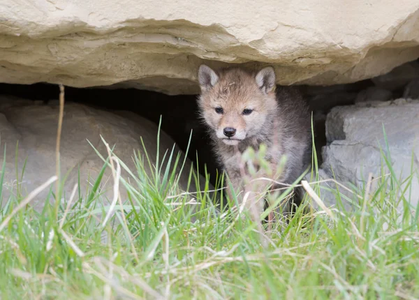 Coyote Natura Animale Natura Fauna — Foto Stock