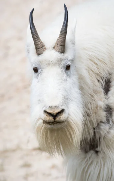 Koza Górska Zwierzę Natura Fauna — Zdjęcie stockowe