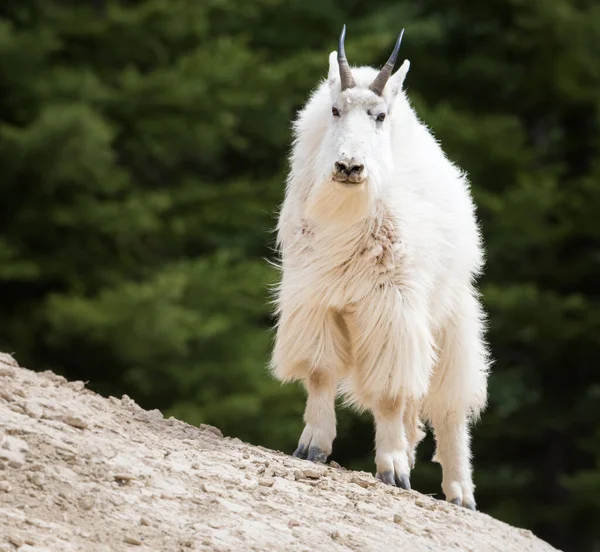 Cabra Montanha Animal Natureza Fauna — Fotografia de Stock