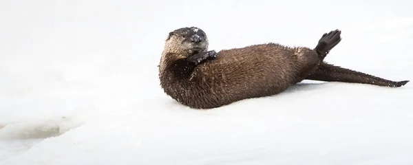 Otter Winter Natuur Fauna — Stockfoto
