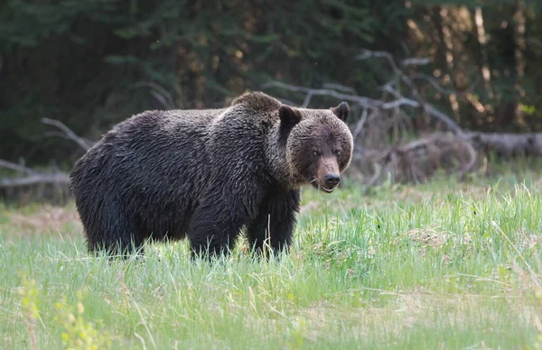 Urso Selvagem Animal Natureza Fauna — Fotografia de Stock