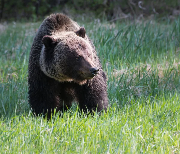 Orso Grizzly Selvatico Natura Fauna — Foto Stock