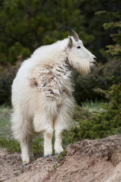 Bergziege Tier Natur Fauna — Stockfoto