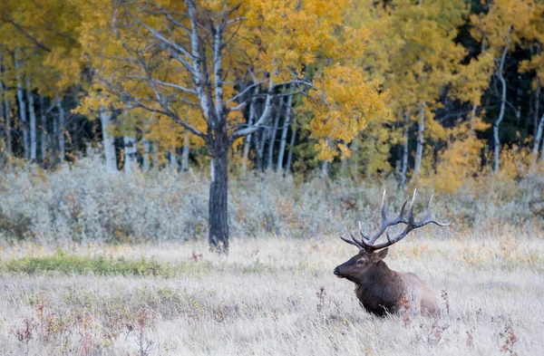 Wildbulle Elch Tier Natur Fauna — Stockfoto