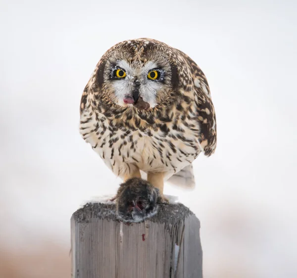 Chouette Sauvage Oiseau Nature Faune — Photo