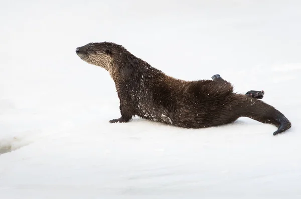 River Otter Wild Animal Nature Fauna — Stock Photo, Image