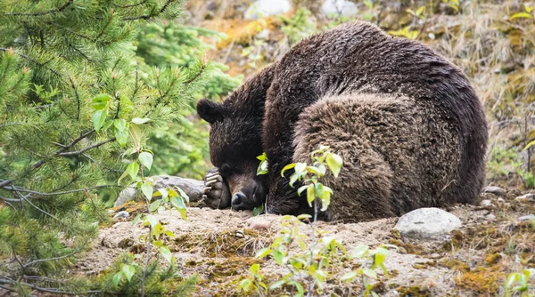 Urso Pardo Animal Natureza Fauna — Fotografia de Stock