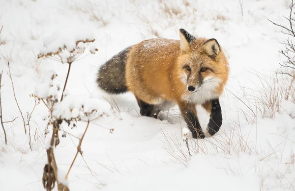 Raposa Vermelha Selvagem Natureza Fauna — Fotografia de Stock