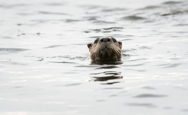 River Otter Estado Salvaje Animal Naturaleza Fauna — Foto de Stock