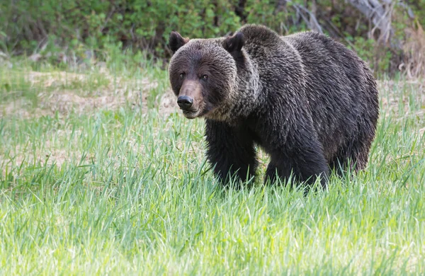 Medvěd Divoký Příroda Fauna — Stock fotografie