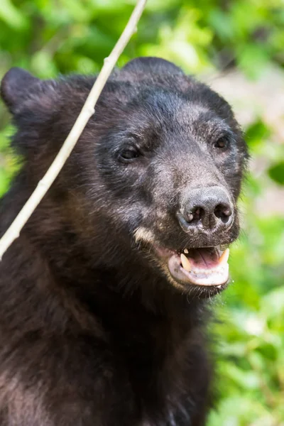 Fekete Medve Vadonban Állat Természet Állatvilág — Stock Fotó