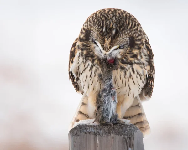 Wildlife Owl Bird Nature Fauna — Stock Photo, Image