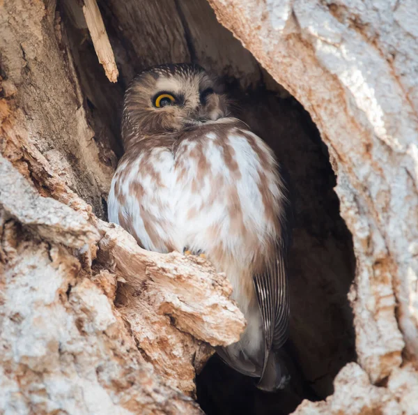 Gufo Selvatico Uccello Natura Fauna — Foto Stock