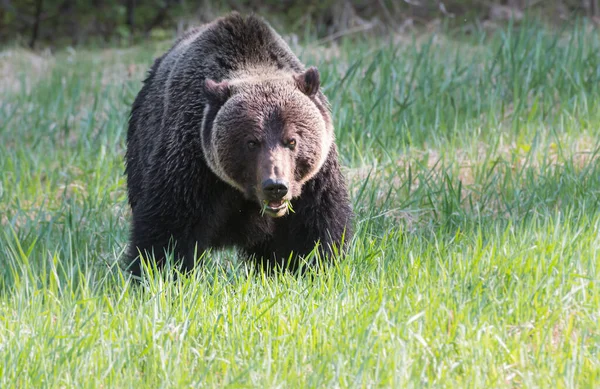 Wild Grizzly Bear Nature Fauna — Stock Photo, Image