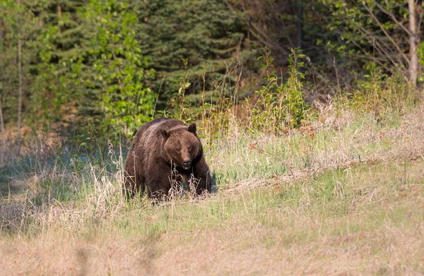 Medvěd Grizzly Zvíře Příroda Fauna — Stock fotografie