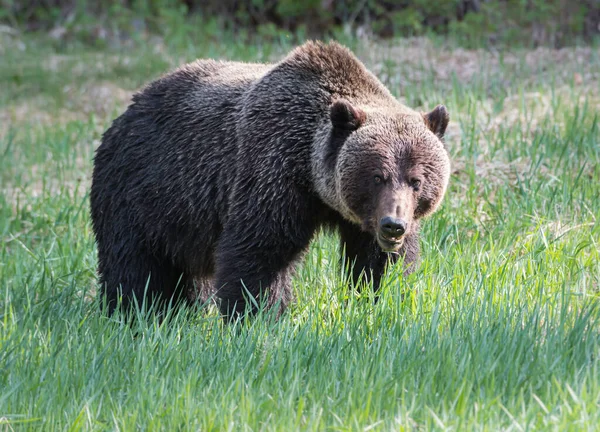Vadon Élő Grizzly Medve Természet Állatvilág — Stock Fotó