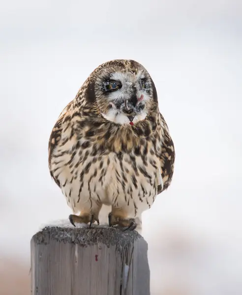 Sowa Dziczy Ptaszyno Natura Fauna — Zdjęcie stockowe