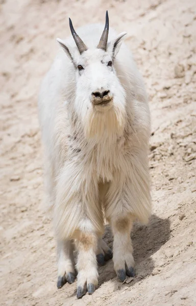 Cabra Montanha Animal Natureza Fauna — Fotografia de Stock