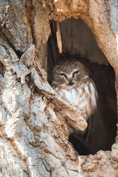 Vild Uggla Fågel Natur Fauna — Stockfoto