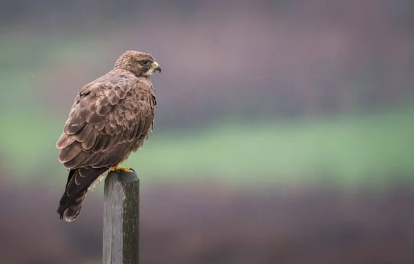 Vahşi Yaşam Şahin Kuş Doğa Fauna — Stok fotoğraf