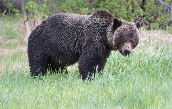 Orso Grizzly Selvatico Natura Fauna — Foto Stock