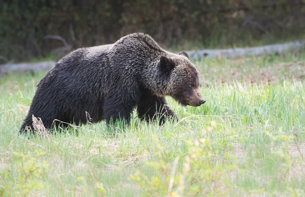 Oso Pardo Salvaje Naturaleza Fauna — Foto de Stock