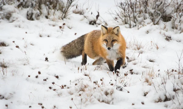 Raposa Vermelha Selvagem Inverno Natureza Fauna — Fotografia de Stock