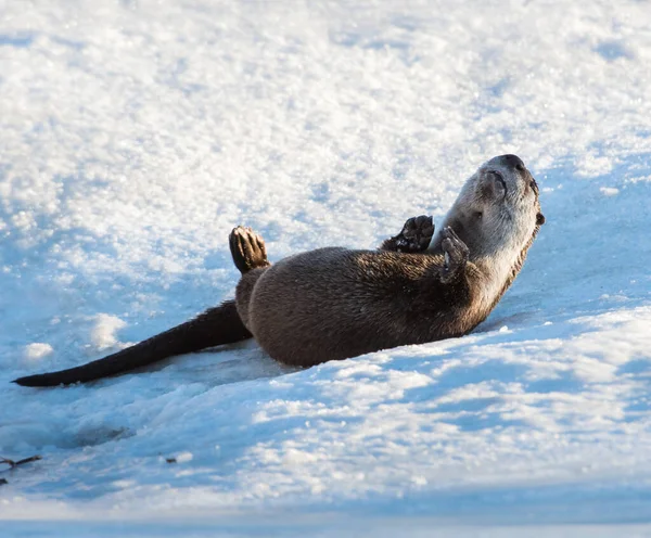 River Otter Invierno Naturaleza Fauna —  Fotos de Stock