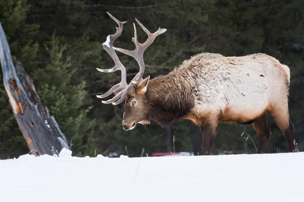 Wildbulle Elch Tier Natur Fauna — Stockfoto