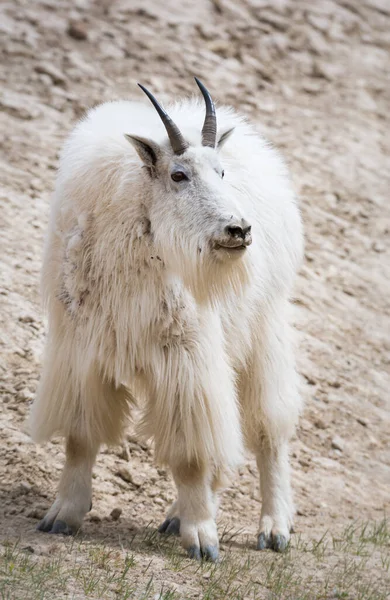 Dağ Keçisi Hayvan Doğa Fauna — Stok fotoğraf