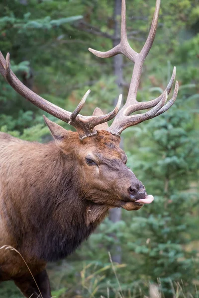 Wild Bull Elk Animal Nature Fauna — Stock Photo, Image