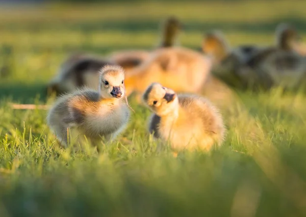 Gansos Canadá Estado Salvaje Pájaros Naturaleza Fauna —  Fotos de Stock