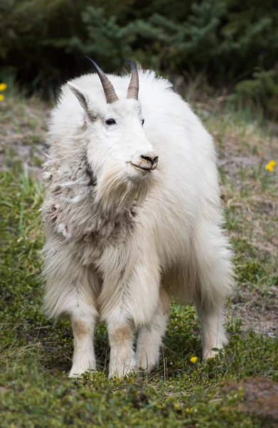 Dağ Keçisi Hayvan Doğa Fauna — Stok fotoğraf