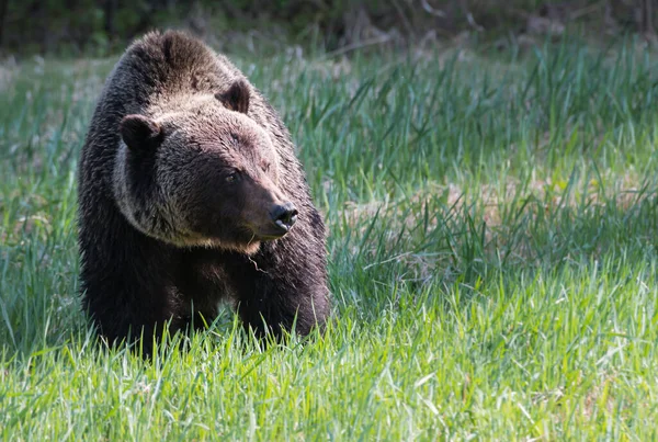 Orso Grizzly Selvatico Natura Fauna — Foto Stock