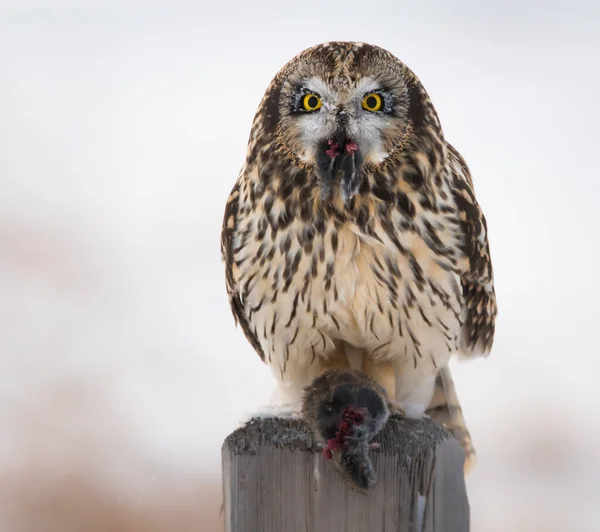 Faune Hibou Oiseau Nature Faune — Photo