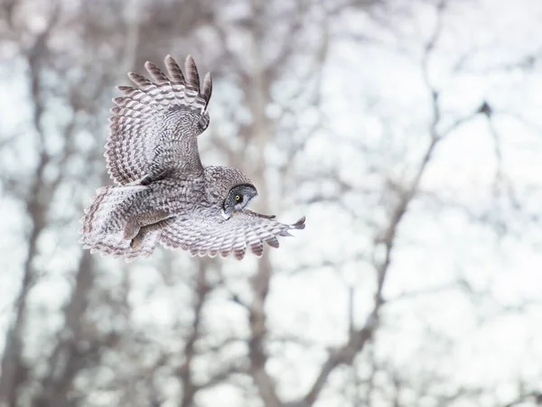 Owl Wild Animal Nature Fauna — Stock Photo, Image