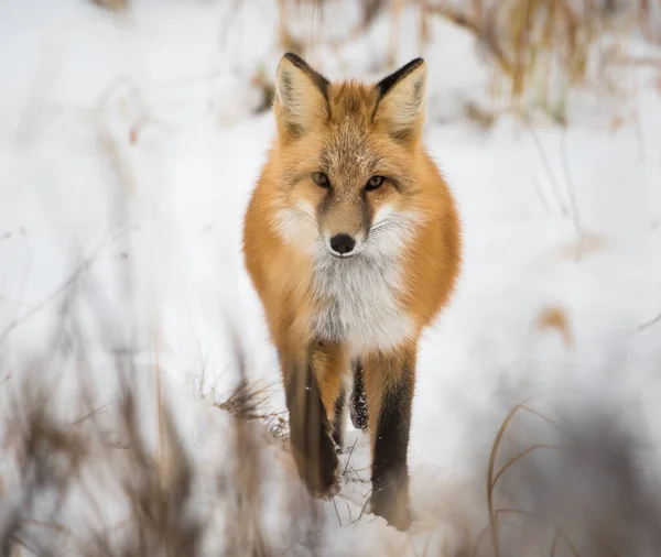 Volpe Rossa Animale Natura Fauna — Foto Stock