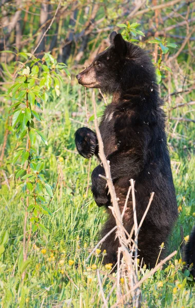 Wildbär Tier Natur Fauna — Stockfoto