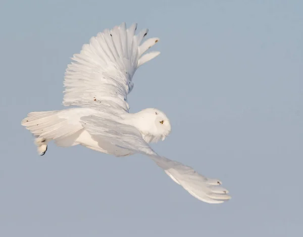 Uggla Vilt Tillstånd Fågel Natur Fauna — Stockfoto