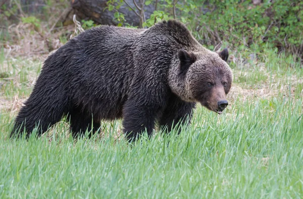 Orso Grizzly Selvatico Natura Fauna — Foto Stock