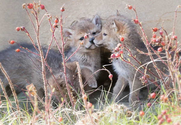 Vahşi Çakallar Hayvanlar Doğa Fauna — Stok fotoğraf