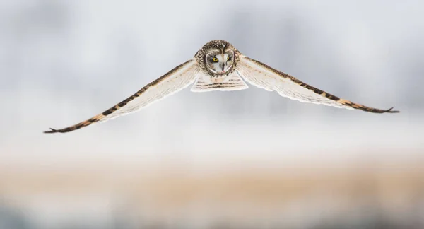 Uggla Vilt Tillstånd Fågel Natur Fauna — Stockfoto