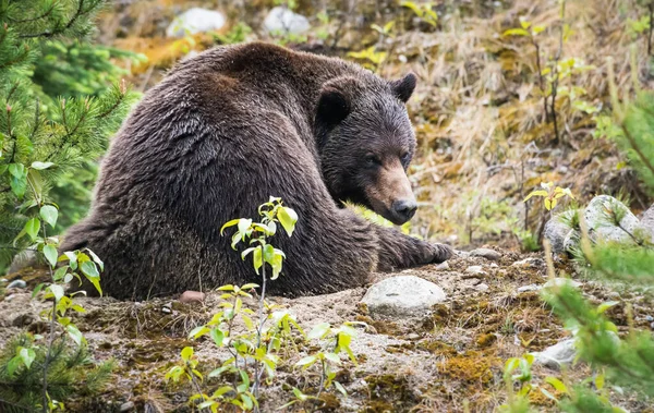 Orso Grizzly Animale Natura Fauna — Foto Stock